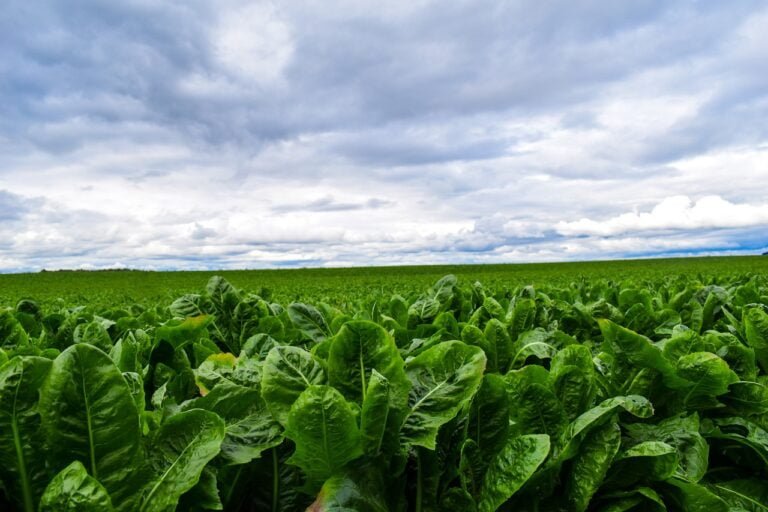 A lush, green lettuce field under an overcast sky with thick clouds.