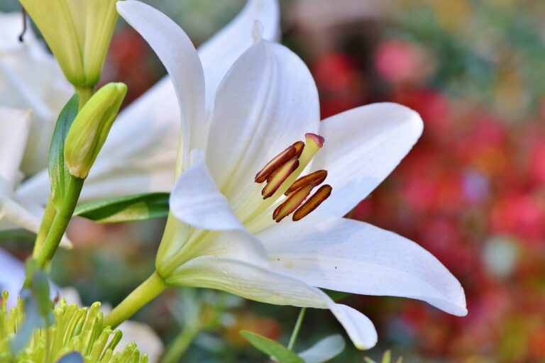 A close-up of a white lily flower with prominent brown anthers, set against a blurred backdrop of colorful flowers.