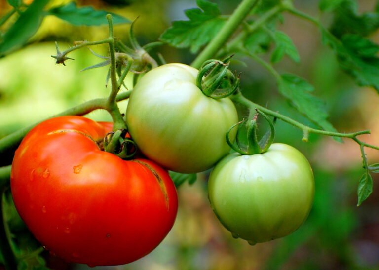 A close-up of ripe and unripe tomatoes on the vine with a blurred natural background.