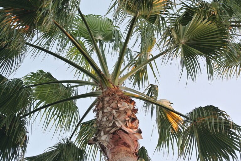 Looking up at a palm tree with the sky in the background during twilight.