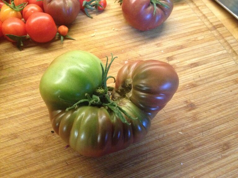 A large, ripening heirloom tomato with green and red hues on a wooden cutting board, accompanied by smaller red and yellow tomatoes.