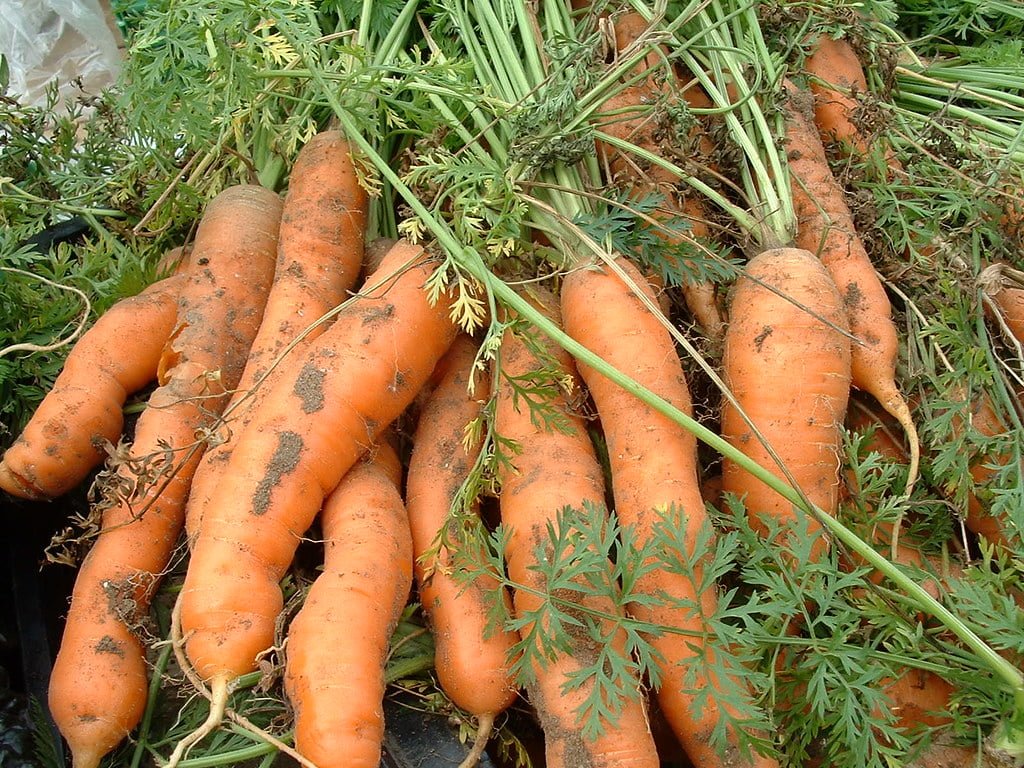 A pile of fresh, unwashed carrots with green tops, covered in soil.