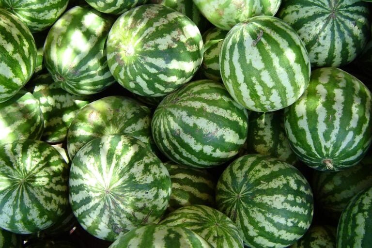 A pile of whole watermelons with green striped rinds.