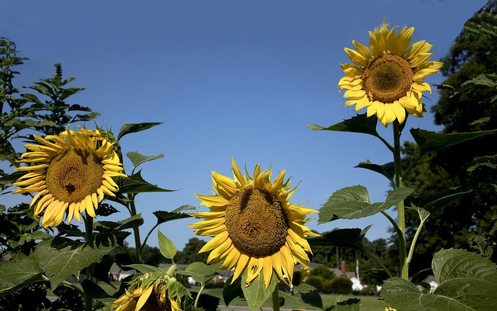 Three large sunflowers in full bloom against a clear blue sky with some green foliage and suburban houses in the background.