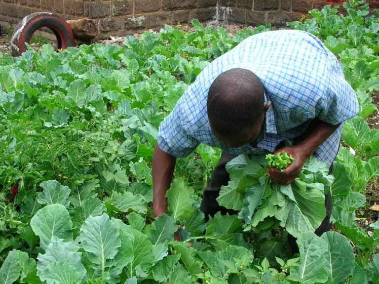 A man in a blue plaid shirt and black trousers harvesting green leafy vegetables in a garden.