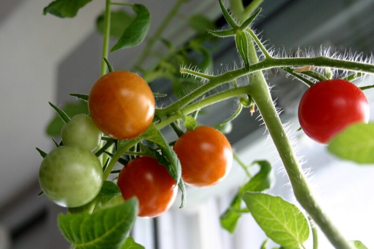 A close-up of a tomato plant with a mix of green, orange, and red cherry tomatoes hanging from the vine.