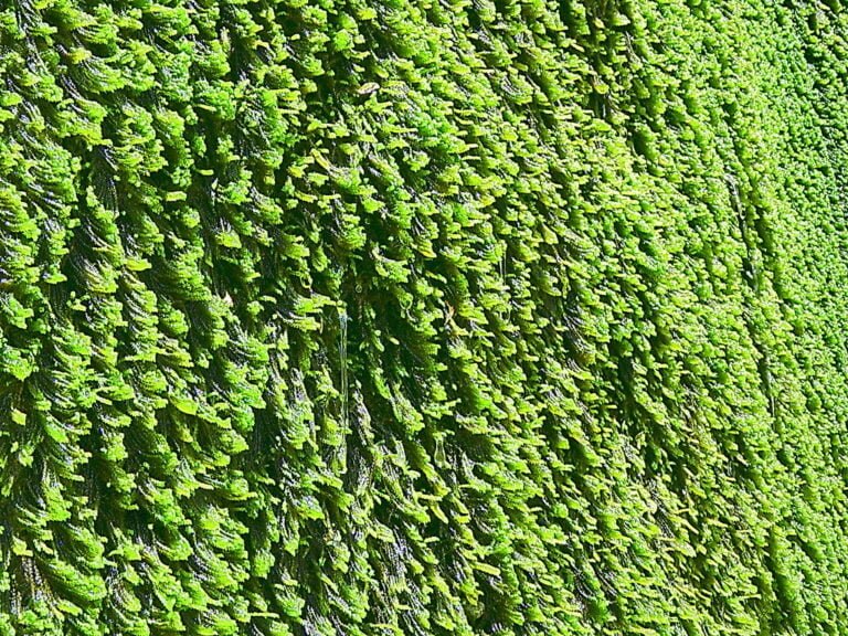 A dense coverage of green ferns on a vertical surface bathed in sunlight.