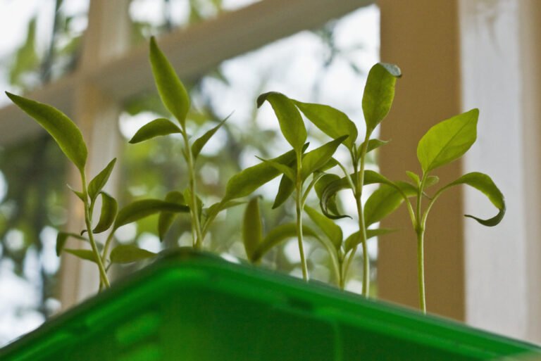 Young green plants growing in a green tray near a window, with soft natural light filtering through the leaves.