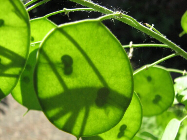 Close-up of green Lunaria annua (honesty) seed pods with visible seeds and shadows.