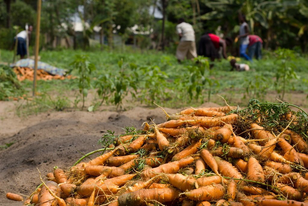 A pile of freshly harvested carrots in the foreground with people working in a garden in the background.