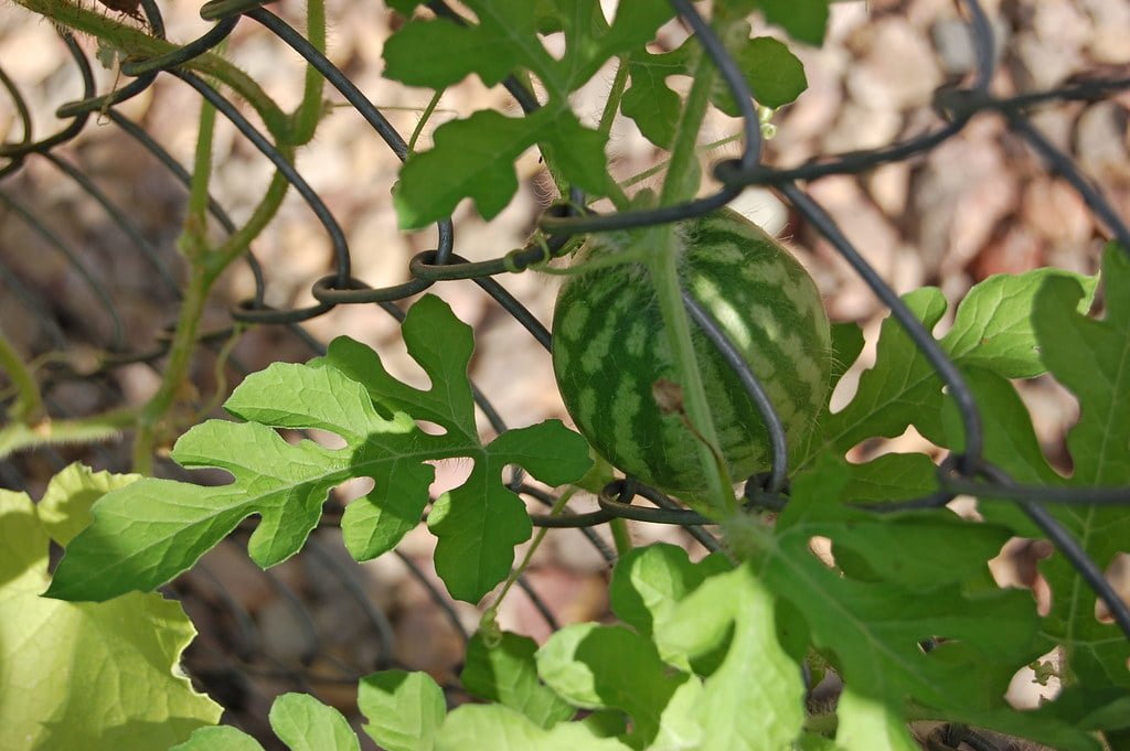 A small watermelon growing through a chain-link fence, surrounded by green leaves and vines.