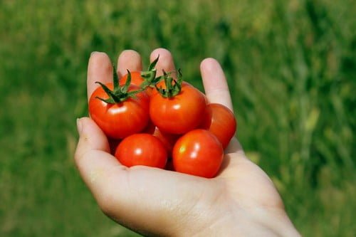 A person holding a small bunch of ripe red cherry tomatoes in their open hand against a green natural background.