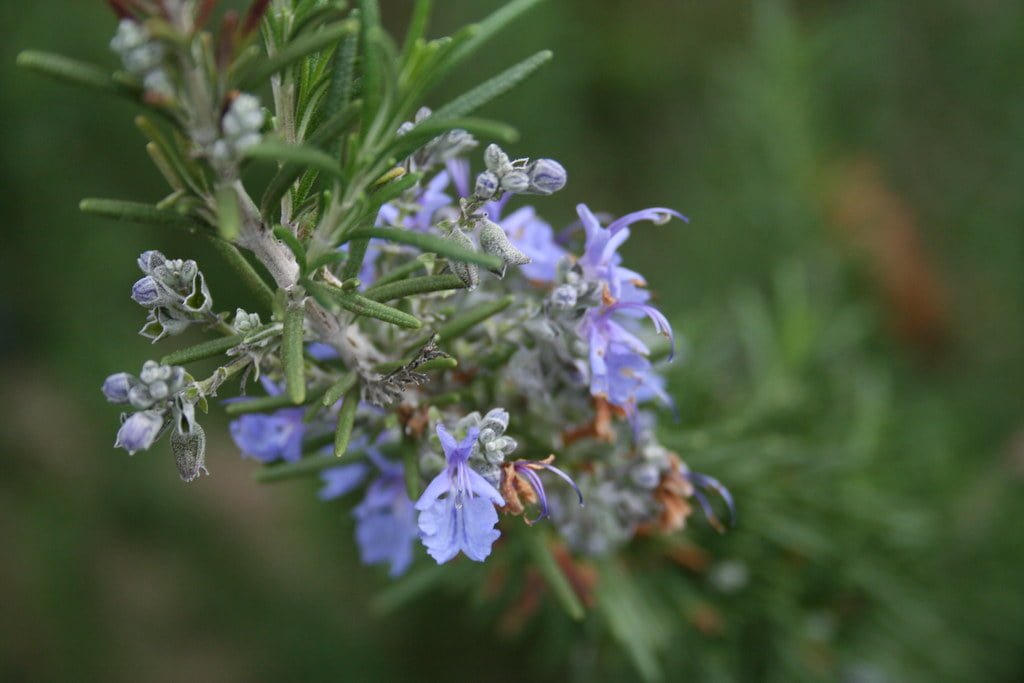 Close-up of a rosemary plant with delicate blue flowers and needle-like leaves against a blurred green background.