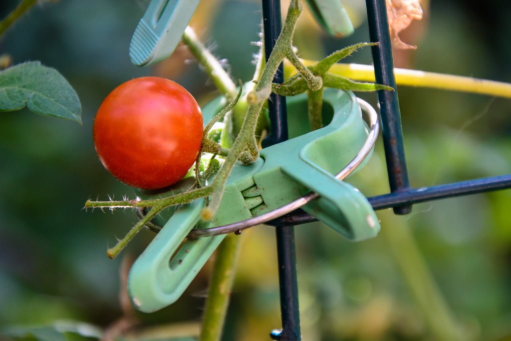A ripe red tomato attached to a vine, supported by a green plastic plant clip on a black metal trellis.
