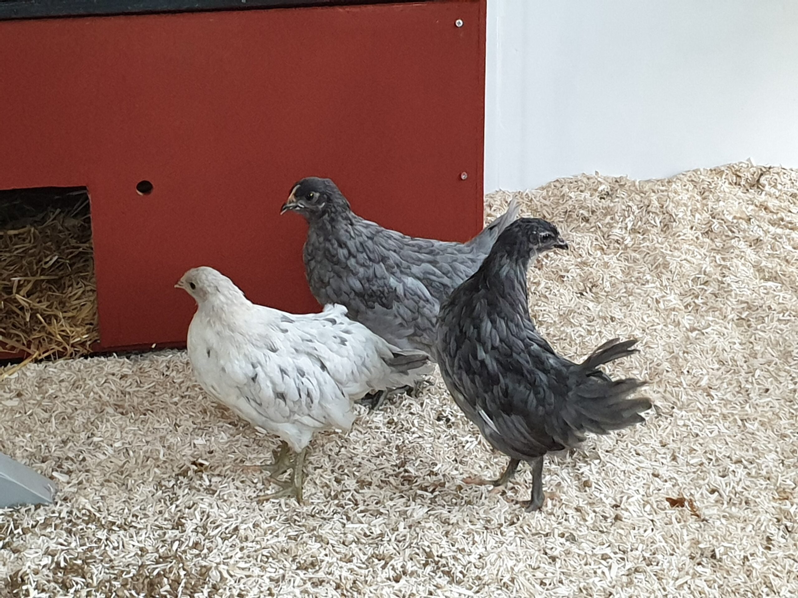 Three chickens on a bed of wood shavings: one white and two gray, near a red coop with a visible nesting box.