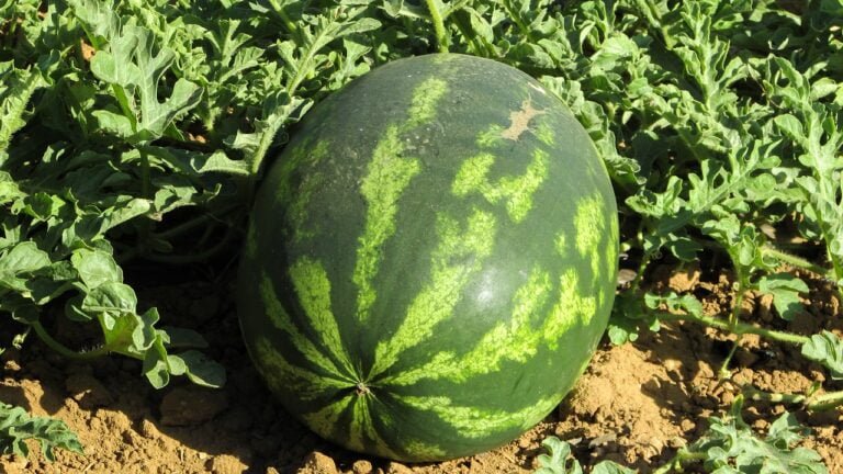 A large watermelon with a patterned green skin sitting on the ground surrounded by watermelon vines and leaves in a field.