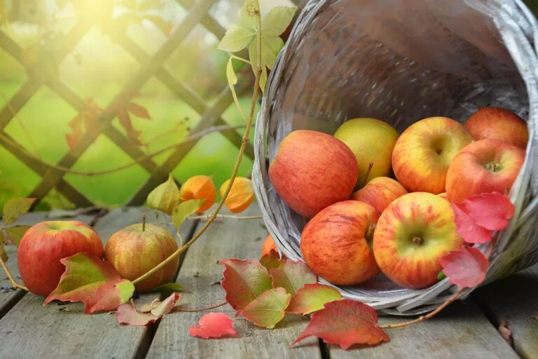 A basket tipped over on a wooden surface spilling ripe apples, surrounded by autumn leaves, with a sunlit lattice fence in the background.