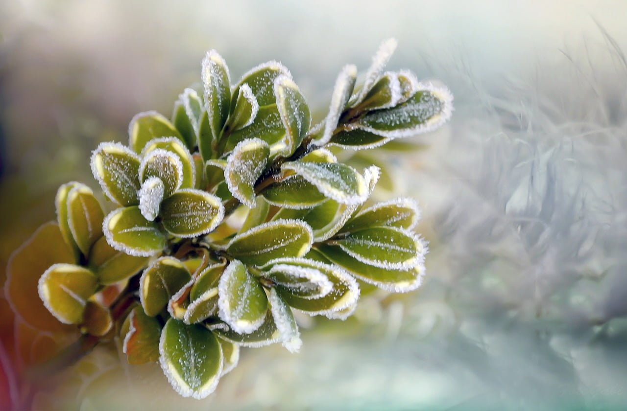 A close-up of frost-covered green leaves against a soft-focus background.