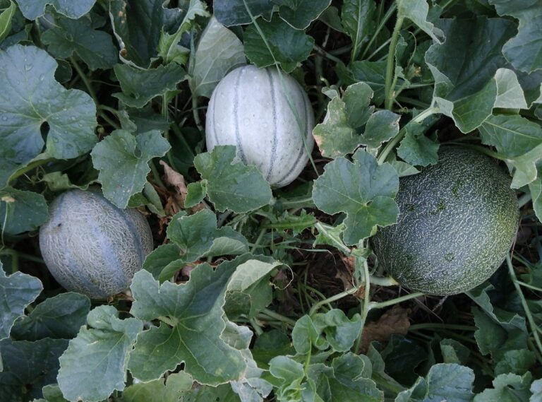 Three melons growing amongst green leaves on the ground.