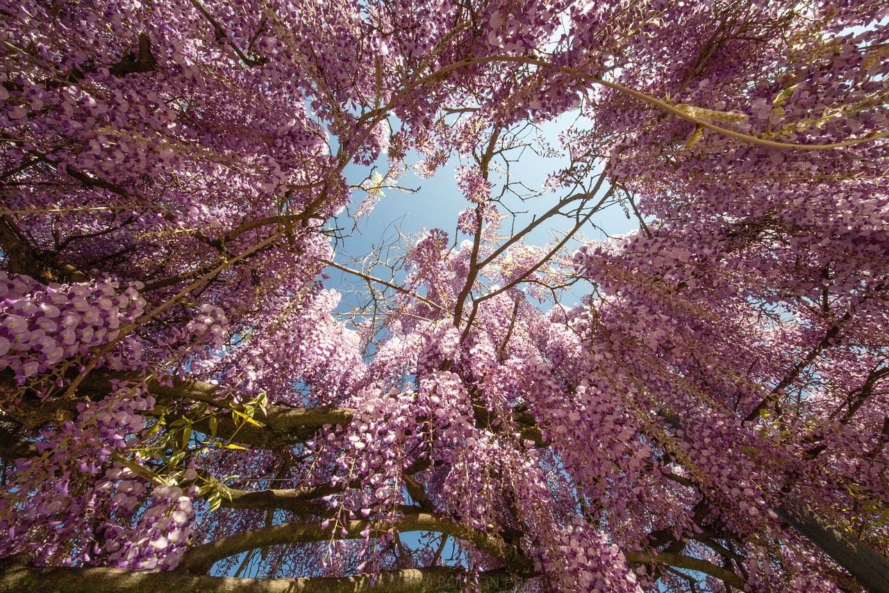View from below of a vibrant wisteria tree with cascading purple flowers against a blue sky.