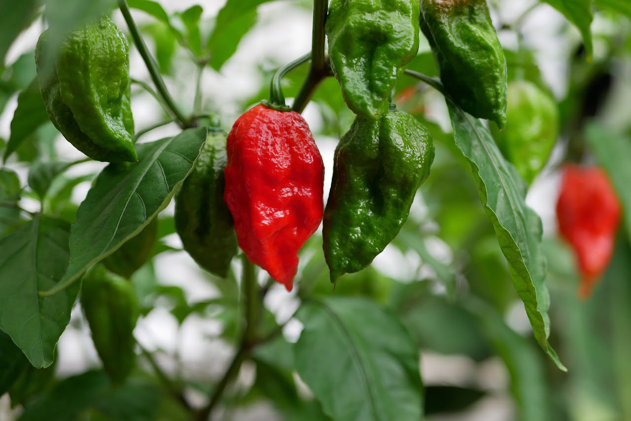 A vibrant red chili pepper stands out amidst green peers and foliage on a pepper plant with a soft-focus background.