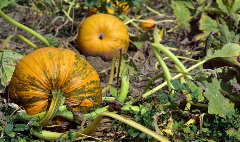 Two ripe pumpkins lying on the ground among withered vines and leaves in a pumpkin patch.