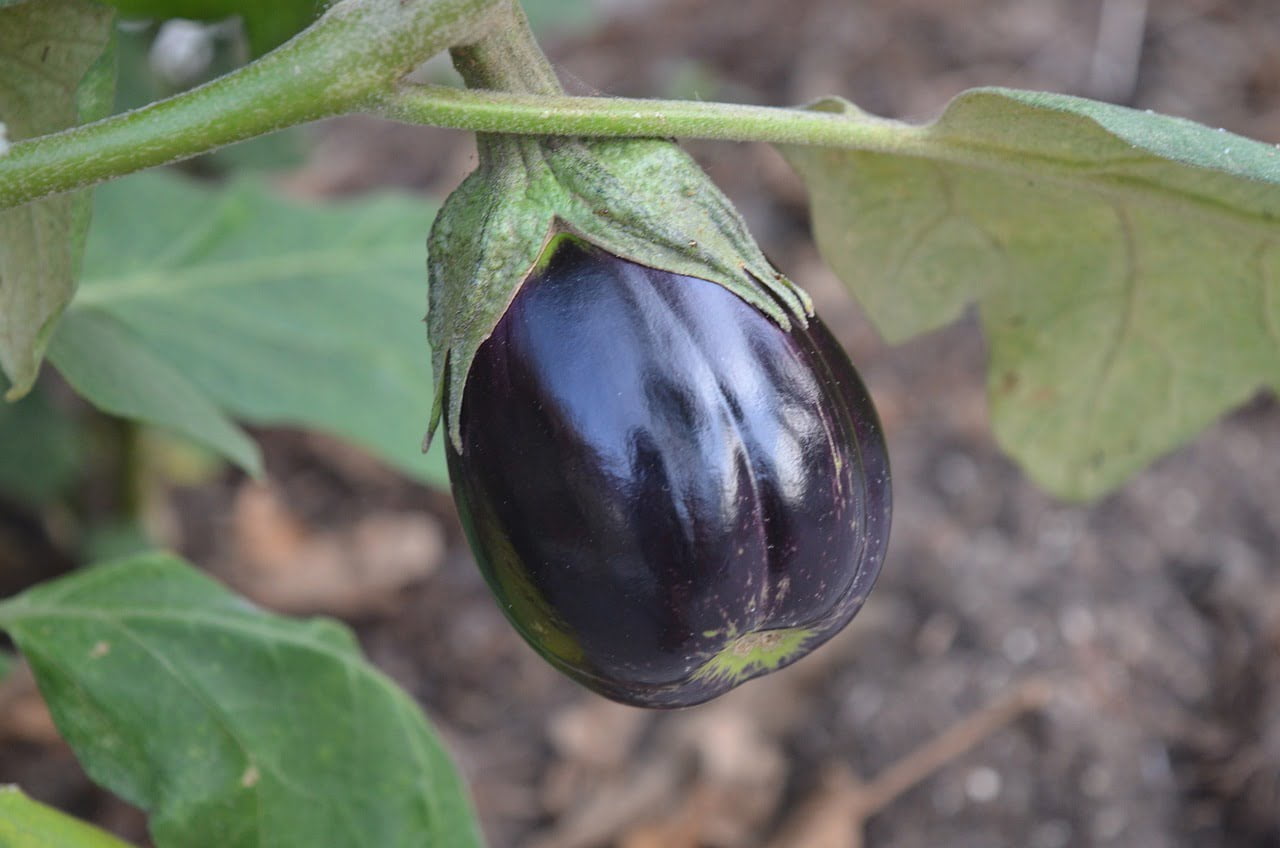 A ripe eggplant hanging from its plant in a garden, with green leaves in the background.
