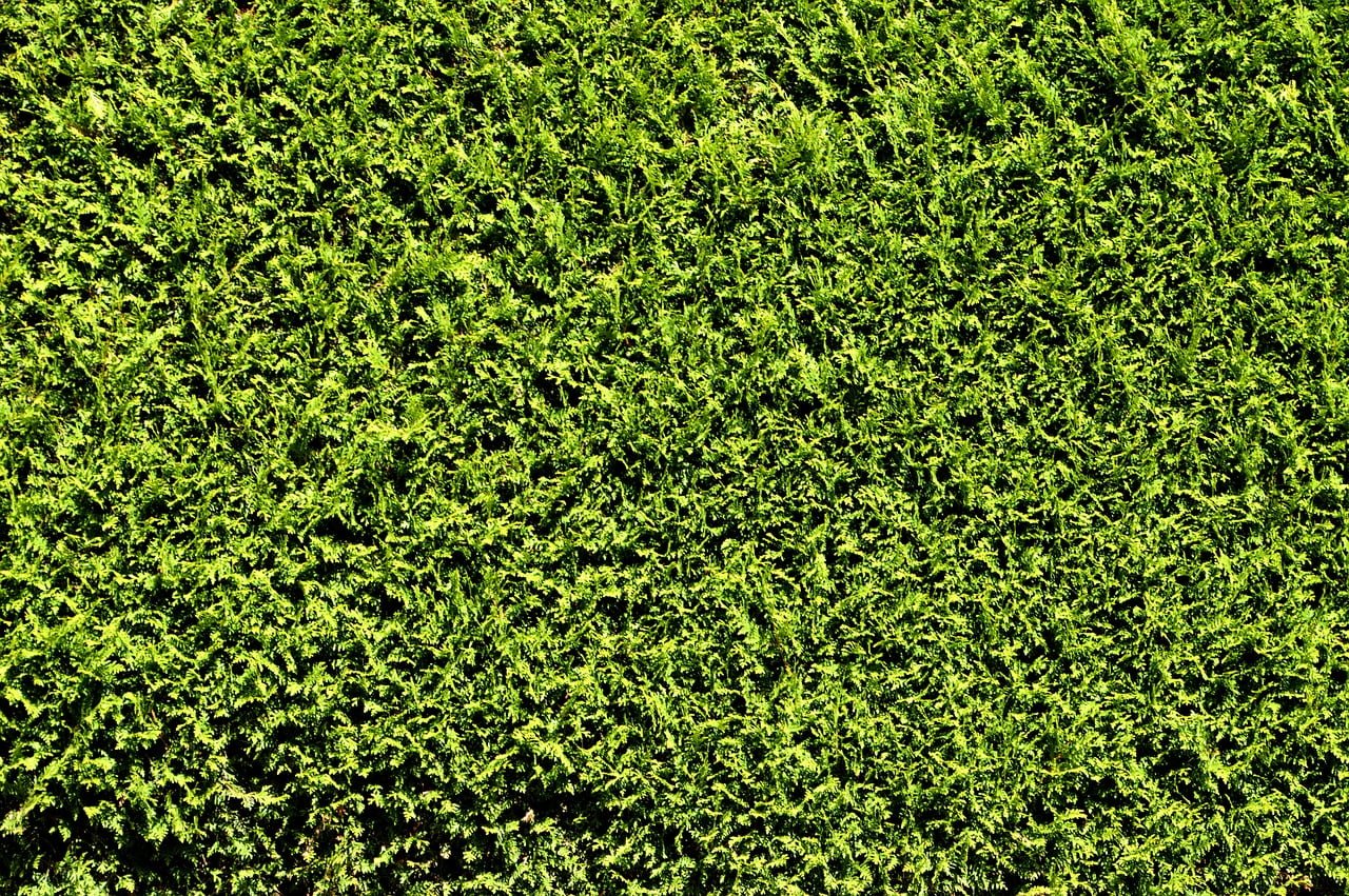 A densely packed green hedge seen from above, covering the entire image with its lush foliage.