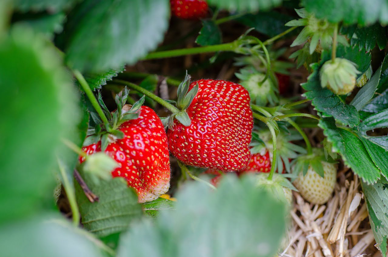 Ripe strawberries growing among green leaves on a strawberry plant, with some straw visible on the ground.