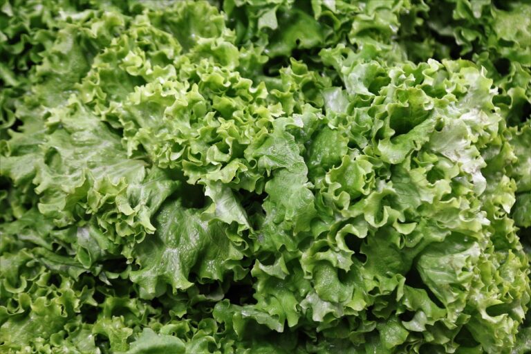 Close-up view of fresh green leaf lettuce with frilly edges.