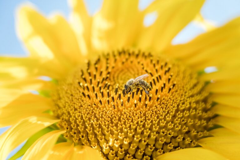 A bee collecting pollen on the bright yellow head of a sunflower against a blue sky background.