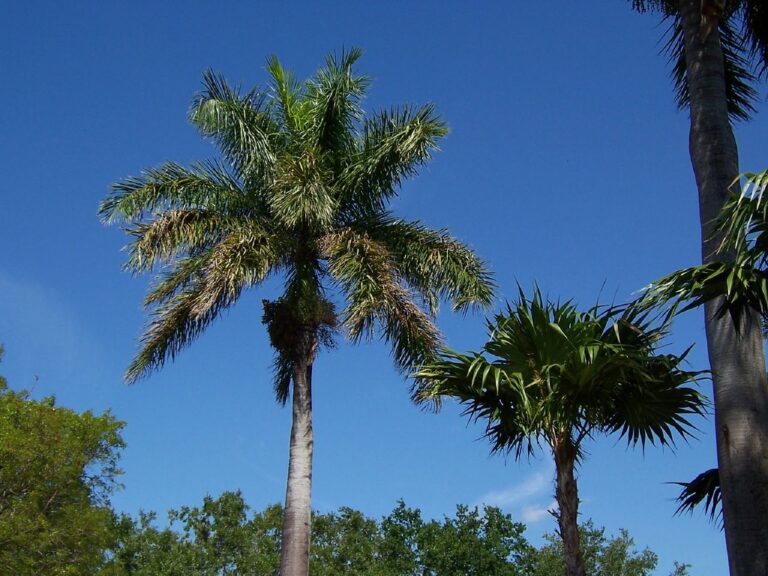 Alt text: Two tall palm trees against a clear blue sky with some green foliage in the background.
