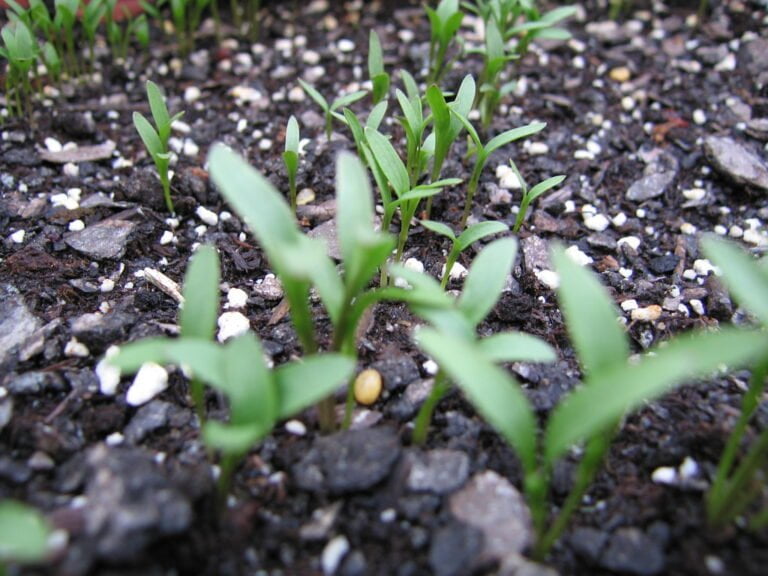 Close-up of young plant seedlings emerging from dark, rich soil interspersed with small rocks and white fertilizer granules.