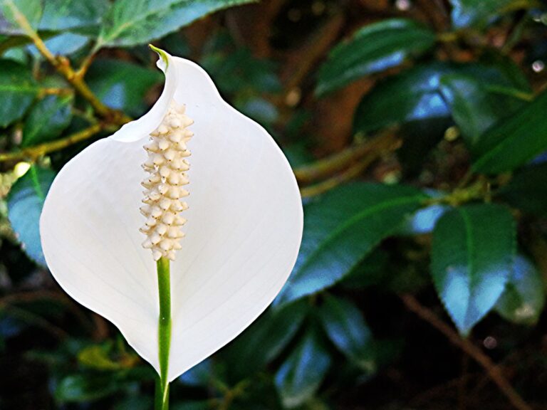 A close-up of a white peace lily flower with its prominent spadix against a blurred background of green foliage.