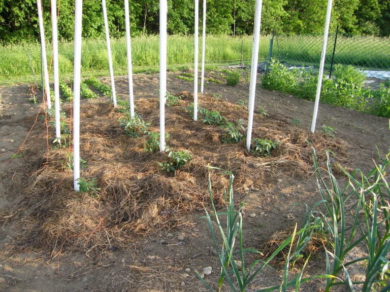 A vegetable garden with rows of young plants, mulched with straw, and supported by white vertical stakes. In the foreground, green onion plants are visible, and a wire fence borders the garden in the background.