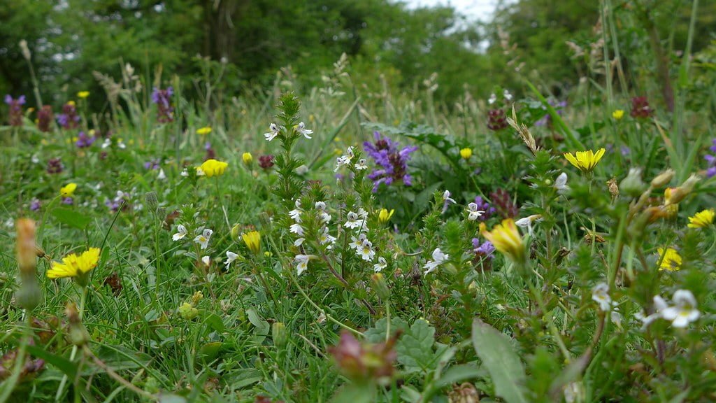 A vibrant meadow with a variety of wildflowers, including yellow and purple blossoms, amidst green grass, with trees in the blurry background.