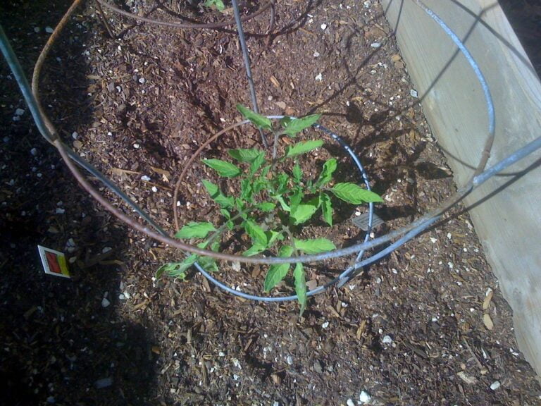 A young plant with rich green leaves growing within a circular metal plant support on a bed of brown mulch, with a wooden raised bed edge visible to the side.