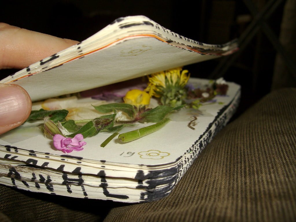 Effective Methods for Storing Pressed Flowers Planting Guys