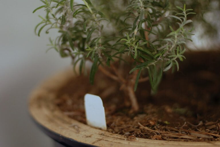 A close-up of a potted rosemary plant with a small white plant marker, focused on the plant's delicate green leaves.