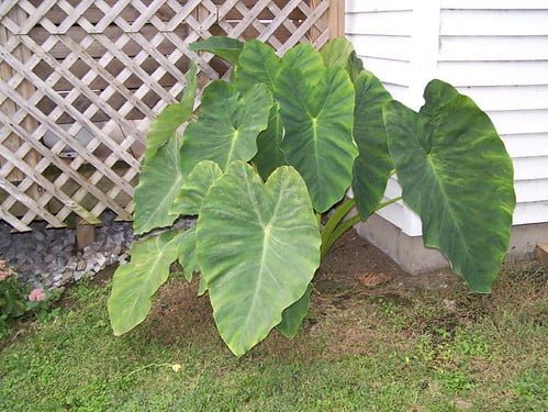 An Elephant Ear plant with large, green leaves growing in a garden by a white lattice and a house exterior.