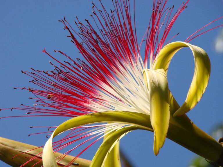 Close-up of a vibrant Pseudobombax ellipticum flower, also known as shaving brush tree flower, with long red stamens and curved yellow petals against a clear blue sky.