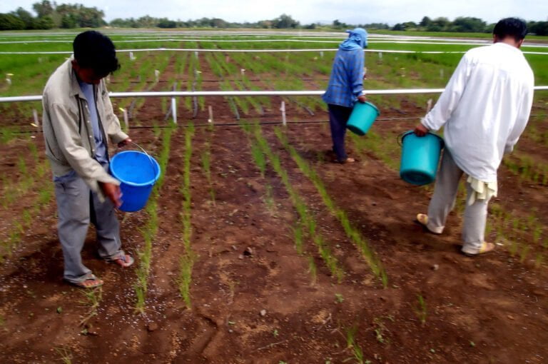 Three farmers are hand-watering young plants in a field with buckets, with rows of crops and an irrigation system visible in the background.