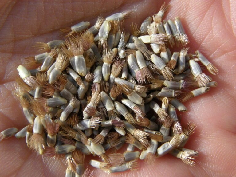 A close-up image of a hand holding a variety of grass seeds.