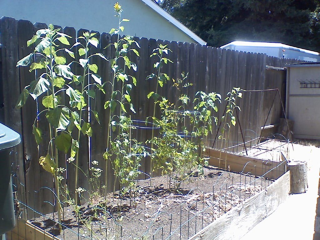 A home garden with sunflowers and tomato plants growing next to a wooden fence, with raised garden beds and wire trellises supporting the plants.