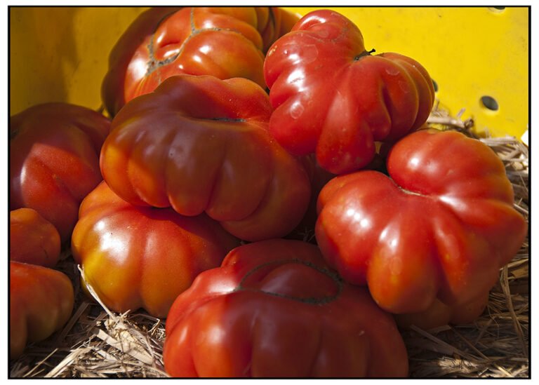 Ripe heirloom tomatoes with a ribbed surface displayed in a straw-lined yellow basket.