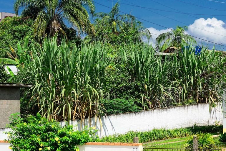 A lush tropical garden with tall sugar cane plants behind a white wall under a blue sky with sparse clouds.