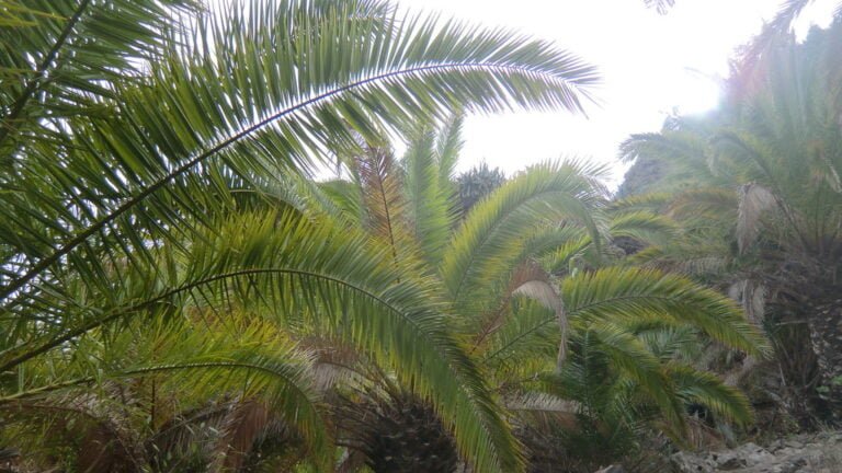 Lush green palm fronds with a mix of vibrant and fading leaves against a cloudy sky.