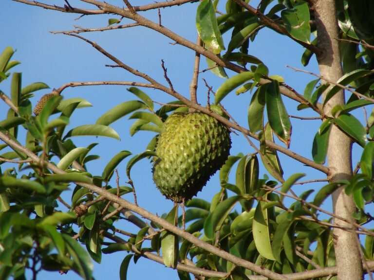 A single soursop fruit hanging amongst the leaves on a tree branch against a clear blue sky.
