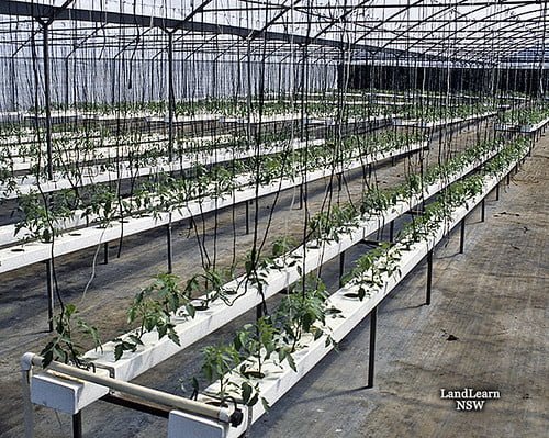 A greenhouse with rows of hydroponically grown plants, supported by trellises under a wire framework, with irrigation pipes visible, labeled "LandLearn NSW."