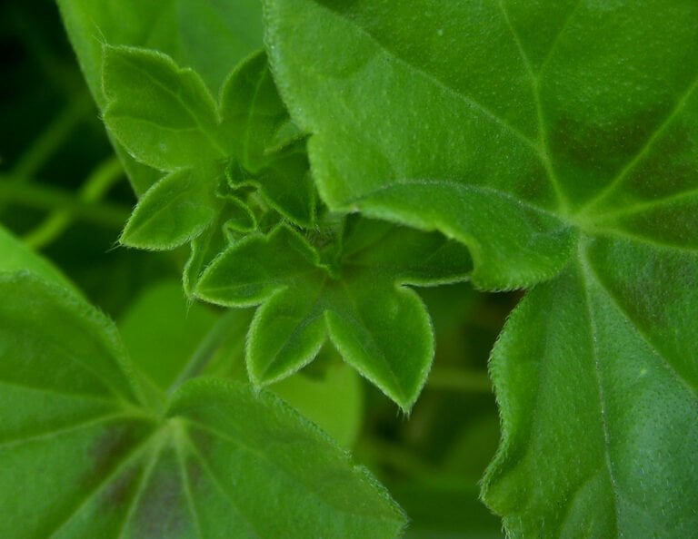 Close-up of lush green leaves with soft edges and visible fine hairs on the surface.